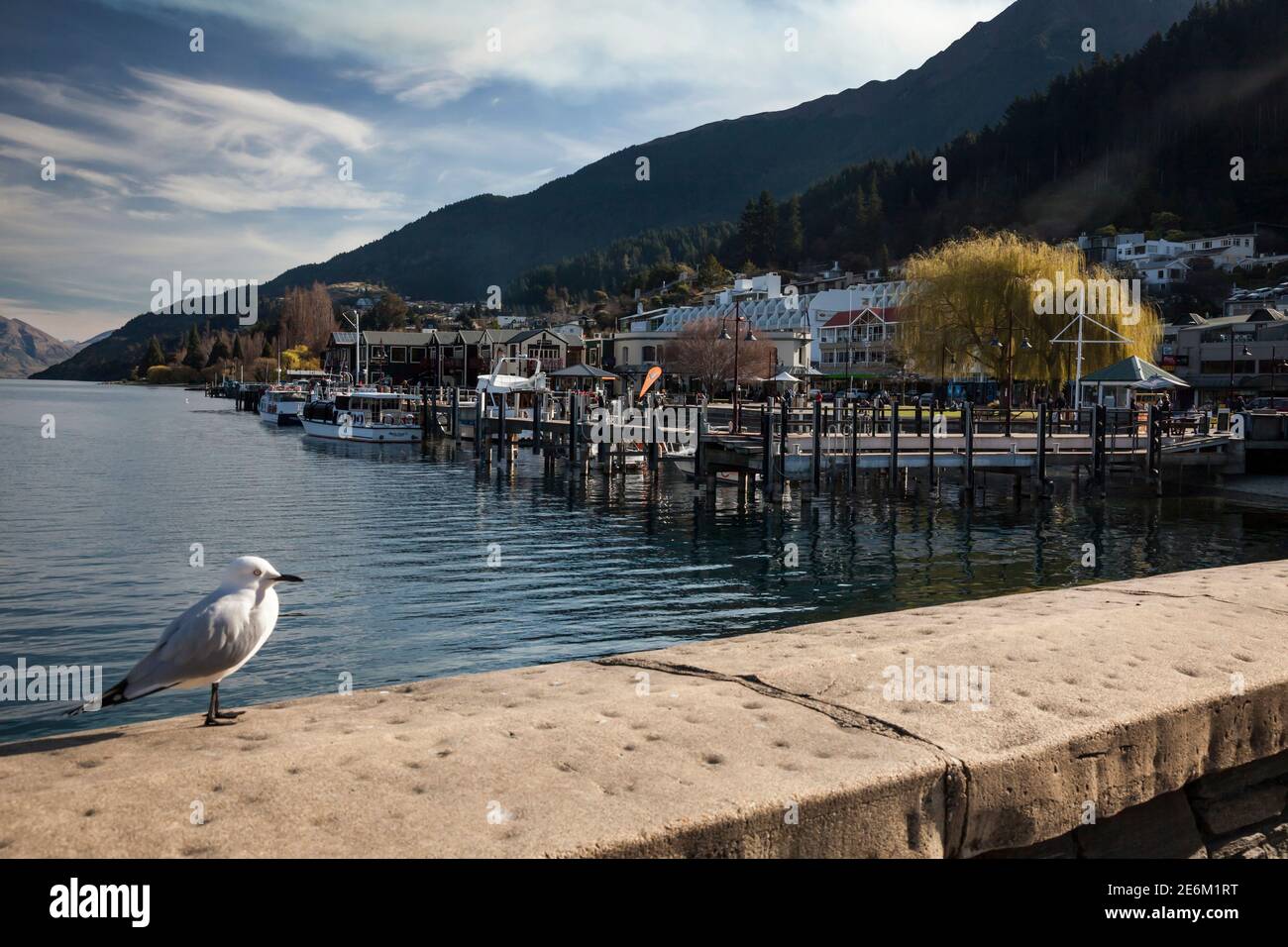 Black-billed gull at the Wakatipu Lake waterfront in Queenstown, New ...