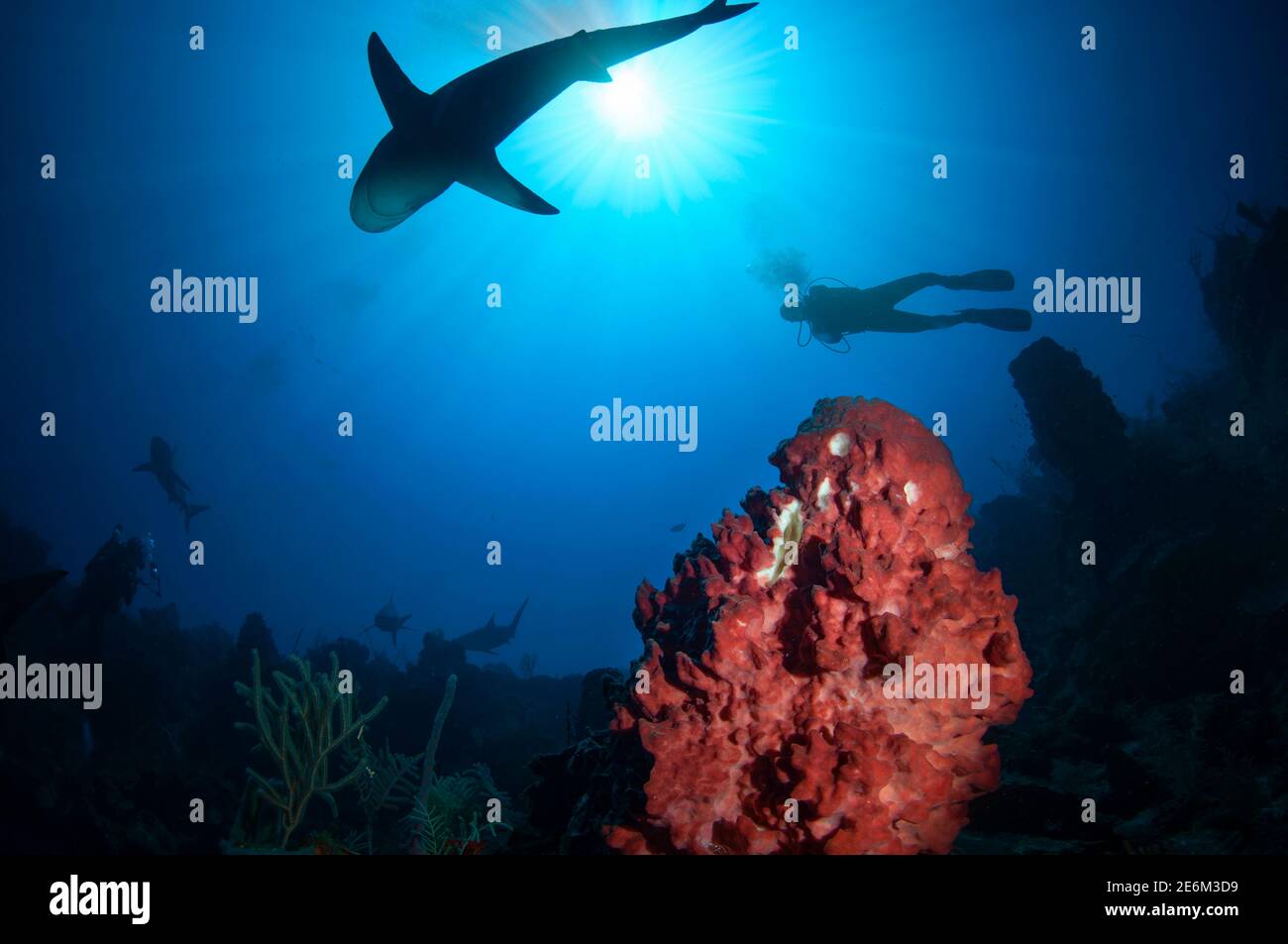 Picture of Giant barrel sponge (Xestospongia muta) with Silhouette of scuba divers and reef sharks (Carcharhinus perezi) behind. Diving at Cordelia Ba Stock Photo