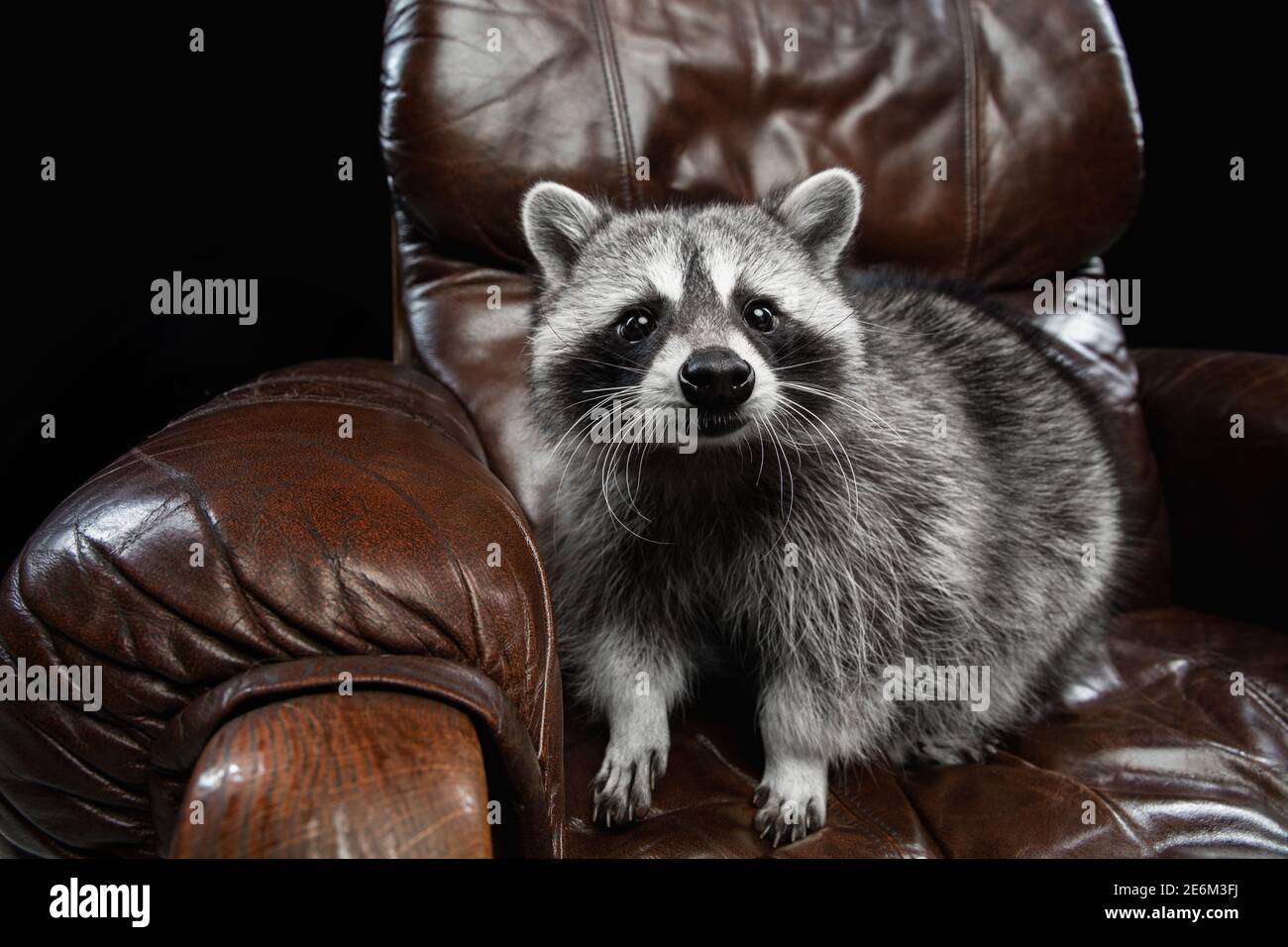 Cute raccoon sitting on leather armchair isolated over black studio background Stock Photo - Alamy Cute raccoon sitting on leather armchair isolated over black studio background Stock Photo - Alamy
