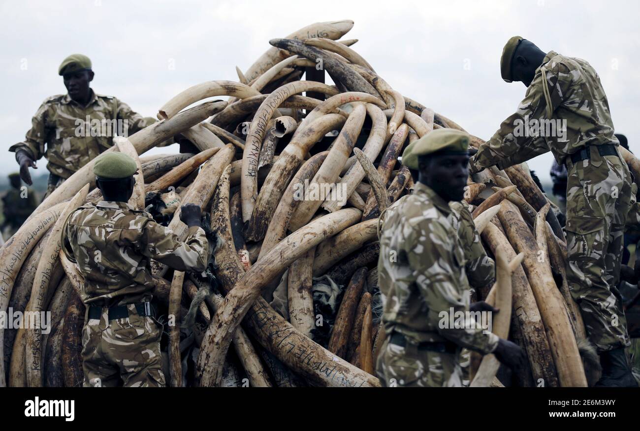 Kenya Wildlife Service (KWS) rangers stack elephant tusks, part of an estimated 105 tonnes of confiscated ivory to be set ablaze, on a pyre at Nairobi National Park near Nairobi, Kenya, April 20, 2016. REUTERS/Thomas Mukoya     TPX IMAGES OF THE DAY Stock Photo