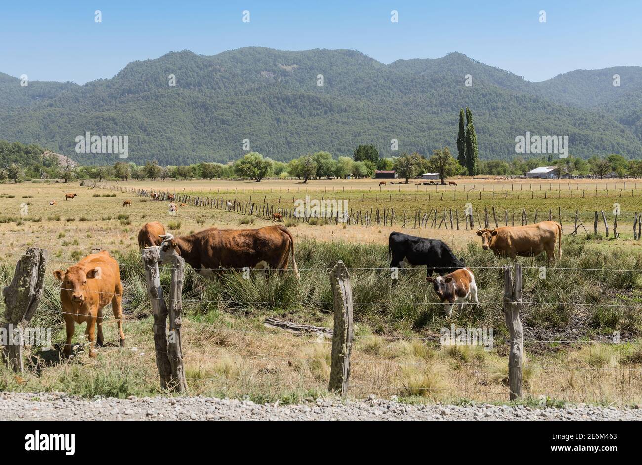 Cows graze and drink in a pasture near Valparaiso, Chile Stock Photo
