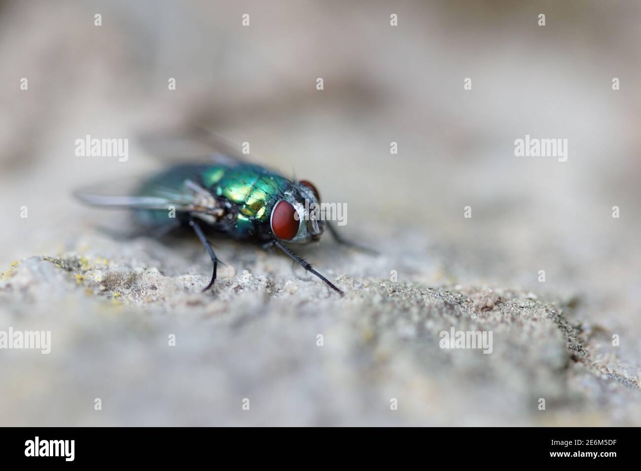 Closeup of a green blowfly sitting on stone, Lucilia sericata Stock Photo