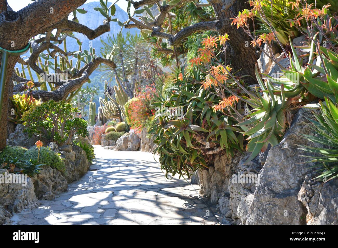 Exotic garden in Monaco, beautiful cacti and succulents plant rockery