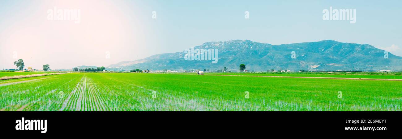 nice view over a waterlogged paddy field, with a sunbeam, in a panoramic format to use as web banner or header, landscape in the Ebro Delta in Deltebr Stock Photo