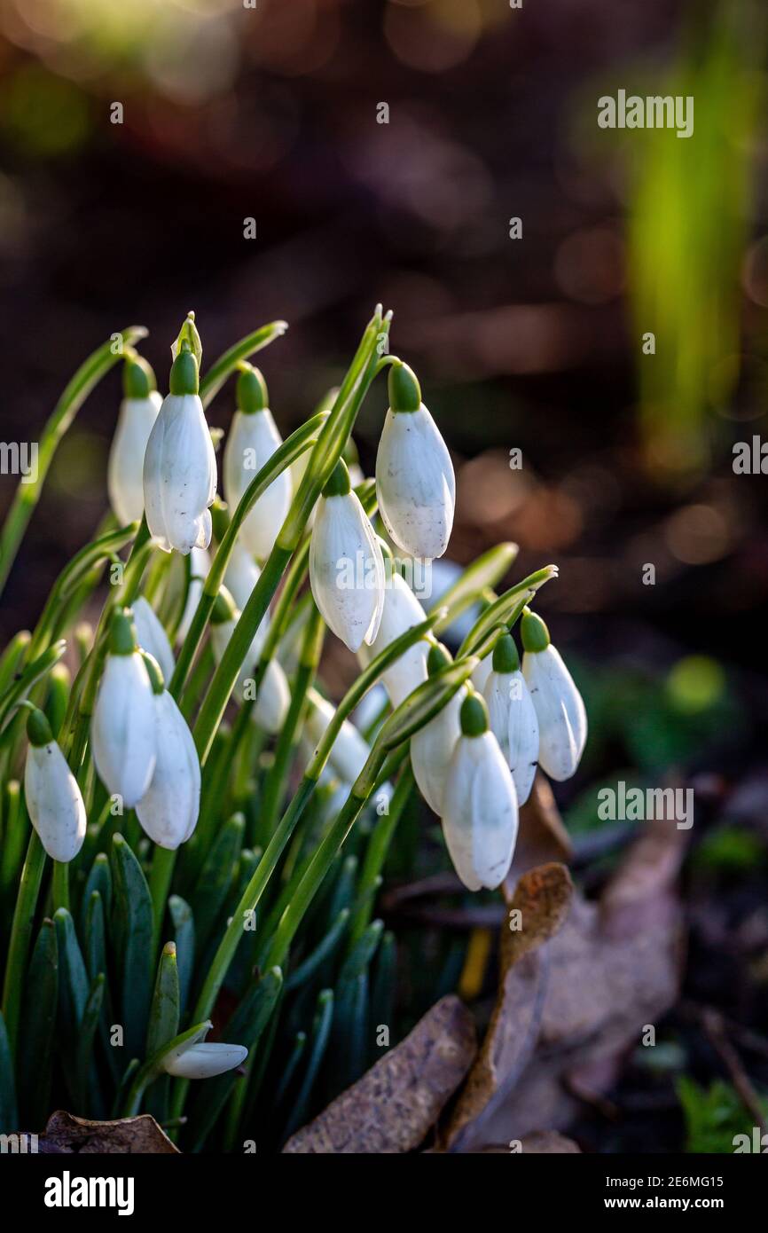 Delicate snowdrops on a sunny winters day Stock Photo
