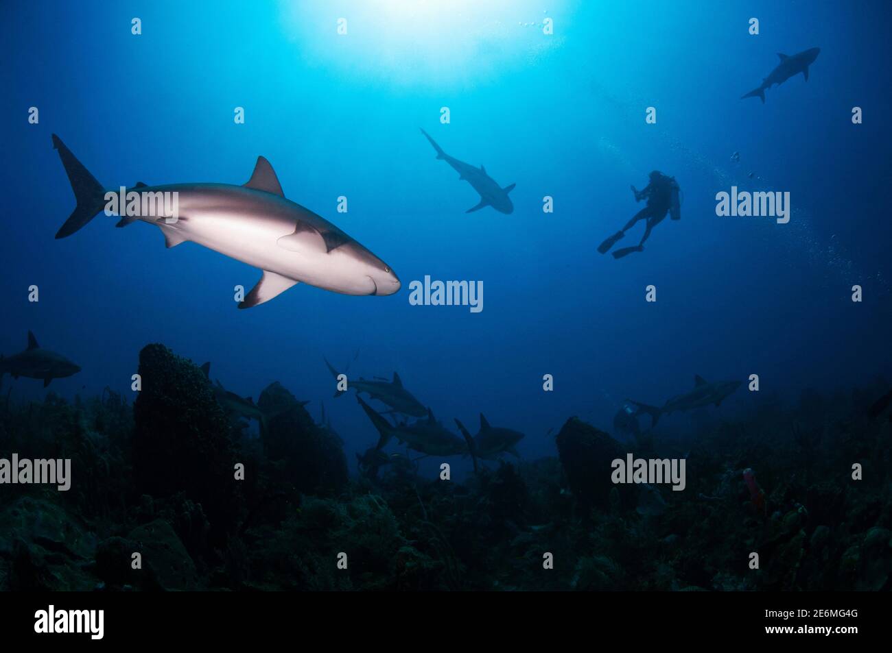 Caribbean reef shark (Carcharhinus perezi) with diver and sharks in ...