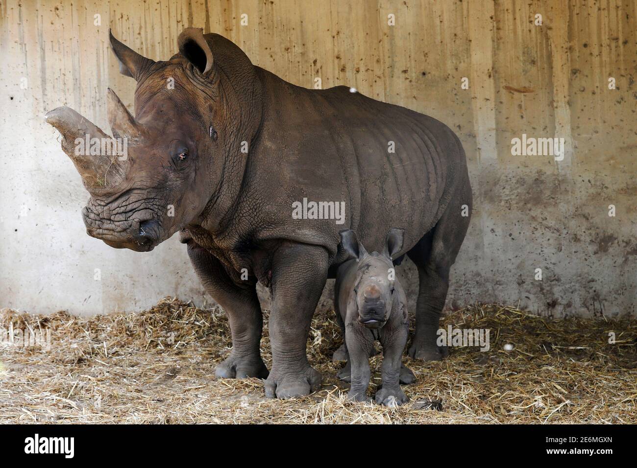 Tanda, a 23 year-old white rhinoceros and her week-old calf stand in their enclosure at the Ramat Gan Safari Zoo near Tel Aviv, Israel August 25, 2016. REUTERS/Baz Ratner Stock Photo