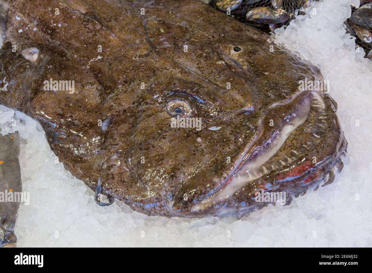 Monkfish on ice hi-res stock photography and images - Alamy