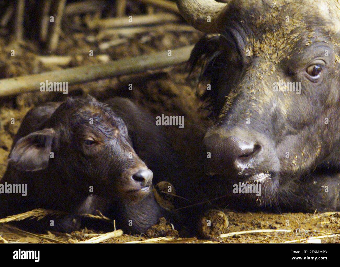 A Cape Buffalo rests with her newborn calf born at a zoo in Pretoria, South Africa, January 1, 2000. REUTERS/Juda Ngwenya/File Photo Stock Photo