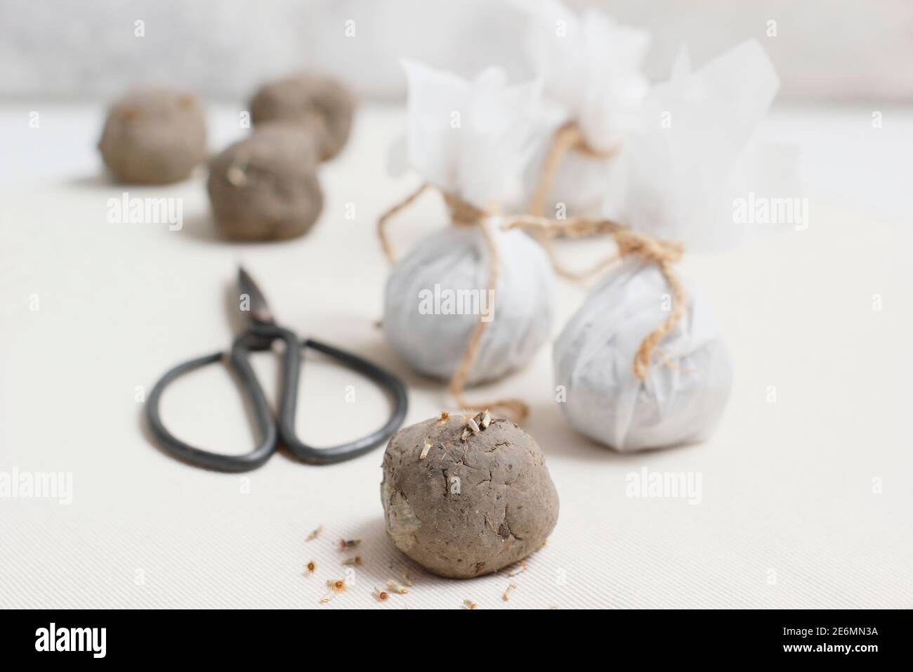 Homemade seed bombs. Clay soil balls embedded with flower seed in