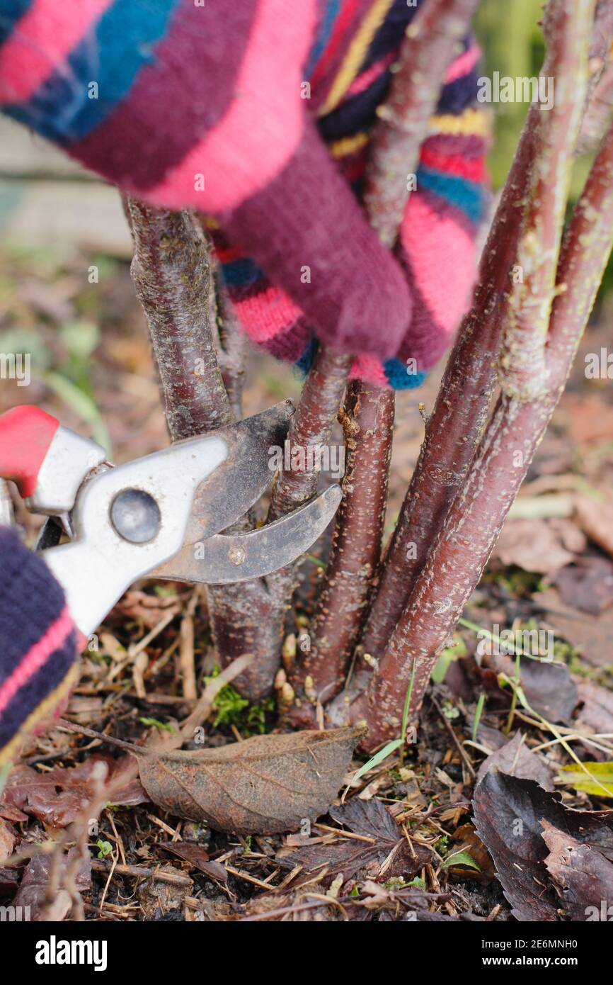 Ribes nigrum. Pruning a dormant blackcurrant bush with secateurs by removing older stems at the base in winter. UK Stock Photo