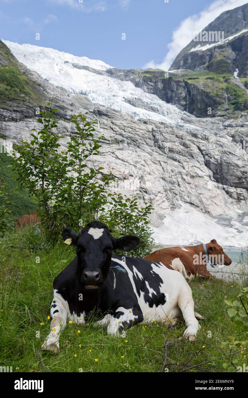 Laying Cows High Resolution Stock Photography and Images - Alamy
