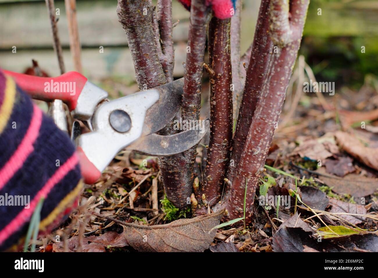 Ribes nigrum. Pruning a dormant blackcurrant bush with secateurs by removing older stems at the base in winter. UK Stock Photo