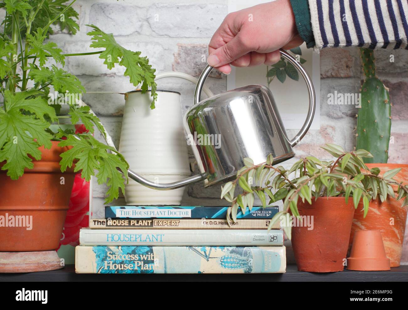 Watering houseplants displayed alongside gardening books on a shelf. UK Stock Photo