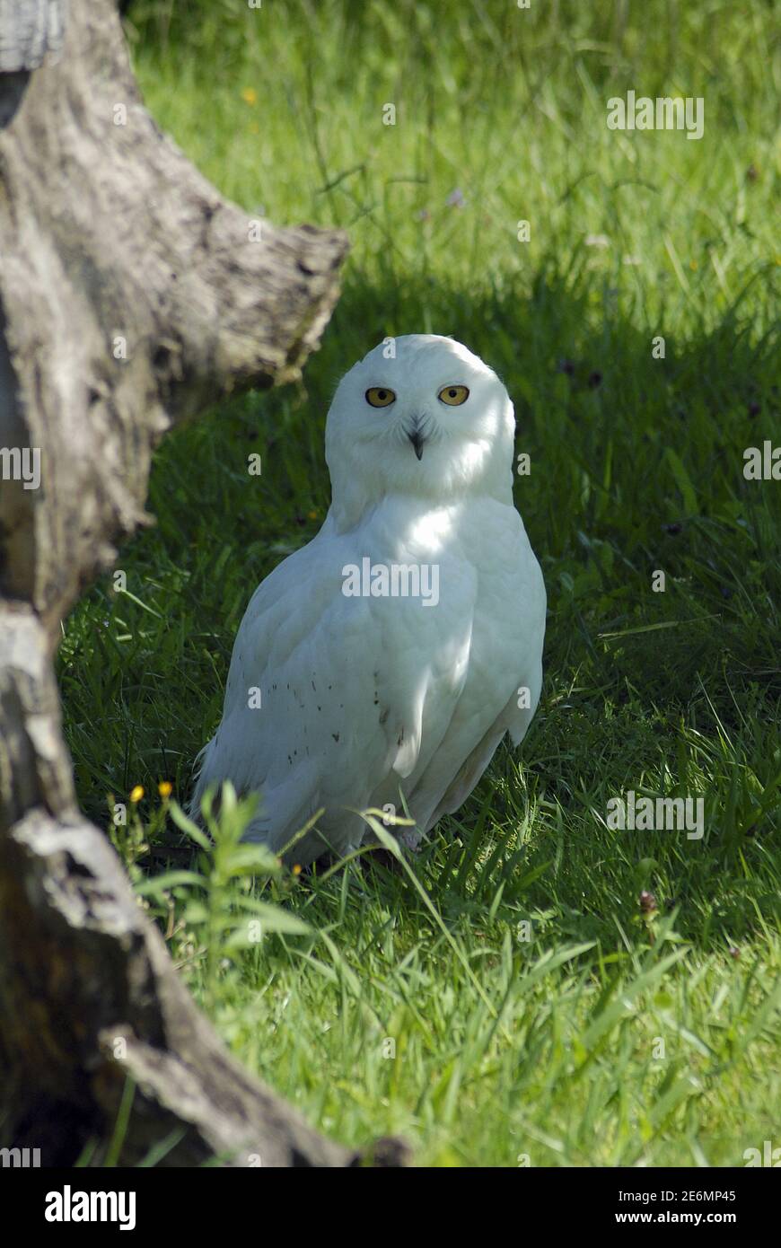 The snowy owl (Bubo scandiacus) is a species of strigiform bird Stock Photo
