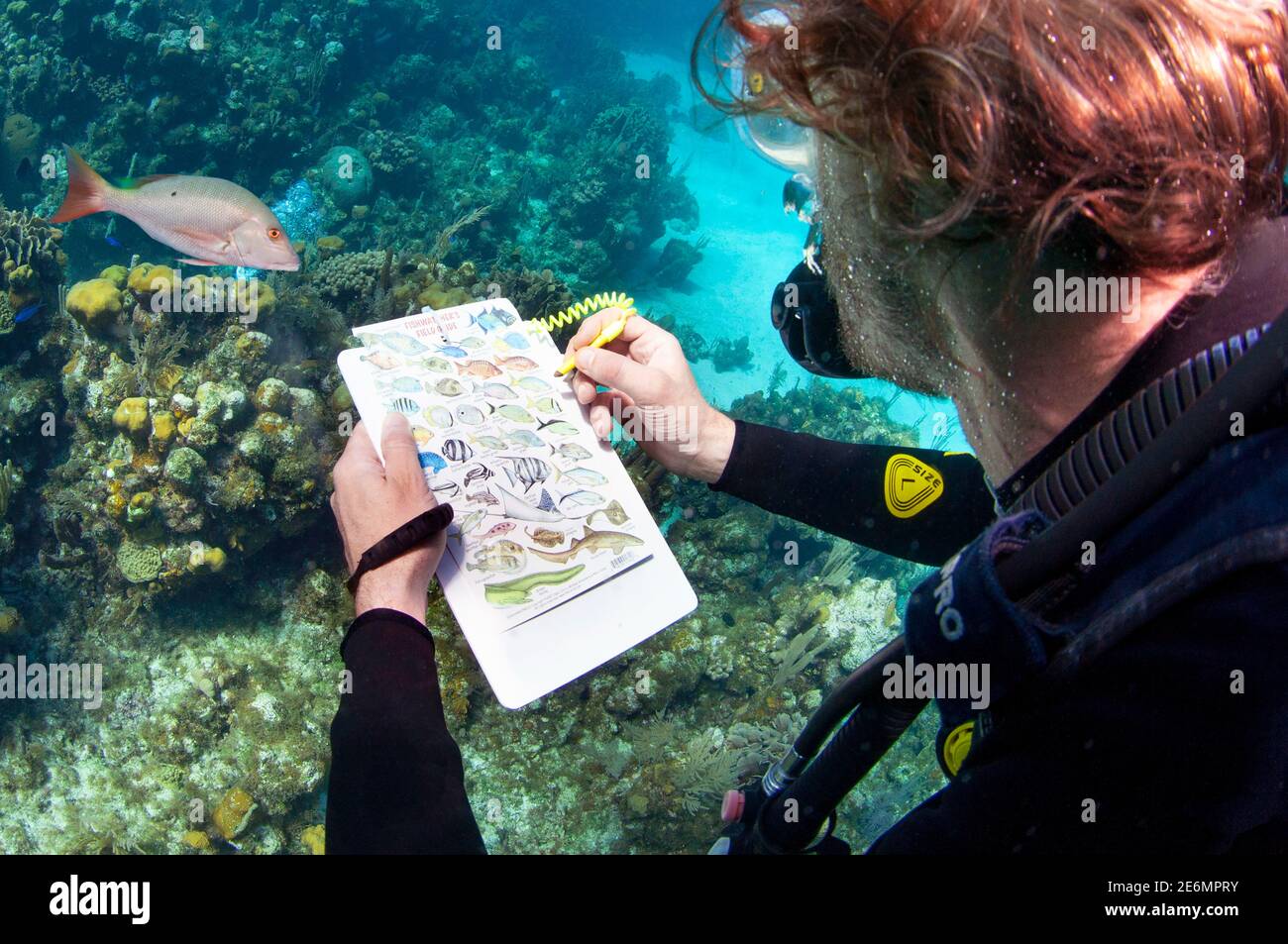 Roatan honduras fish hi-res stock photography and images - Alamy