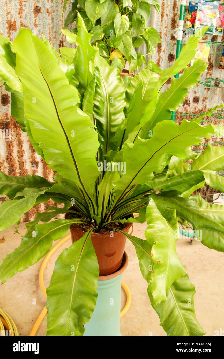 Beautiful Asplenium Nidus plant in the garden under the sun Stock Photo