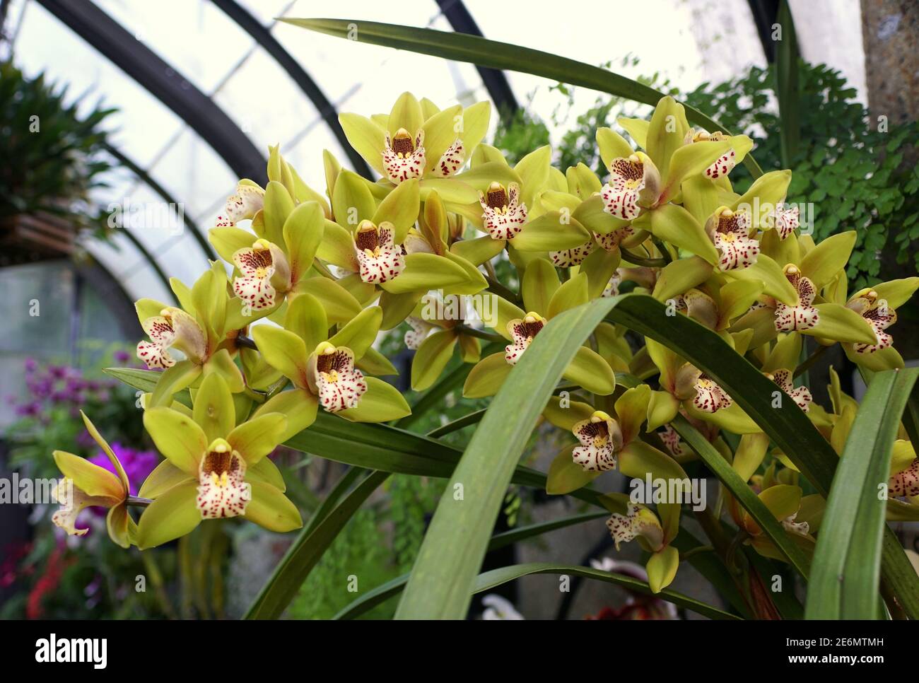 Beautiful cluster of the yellow and white epidendrum orchids Stock Photo