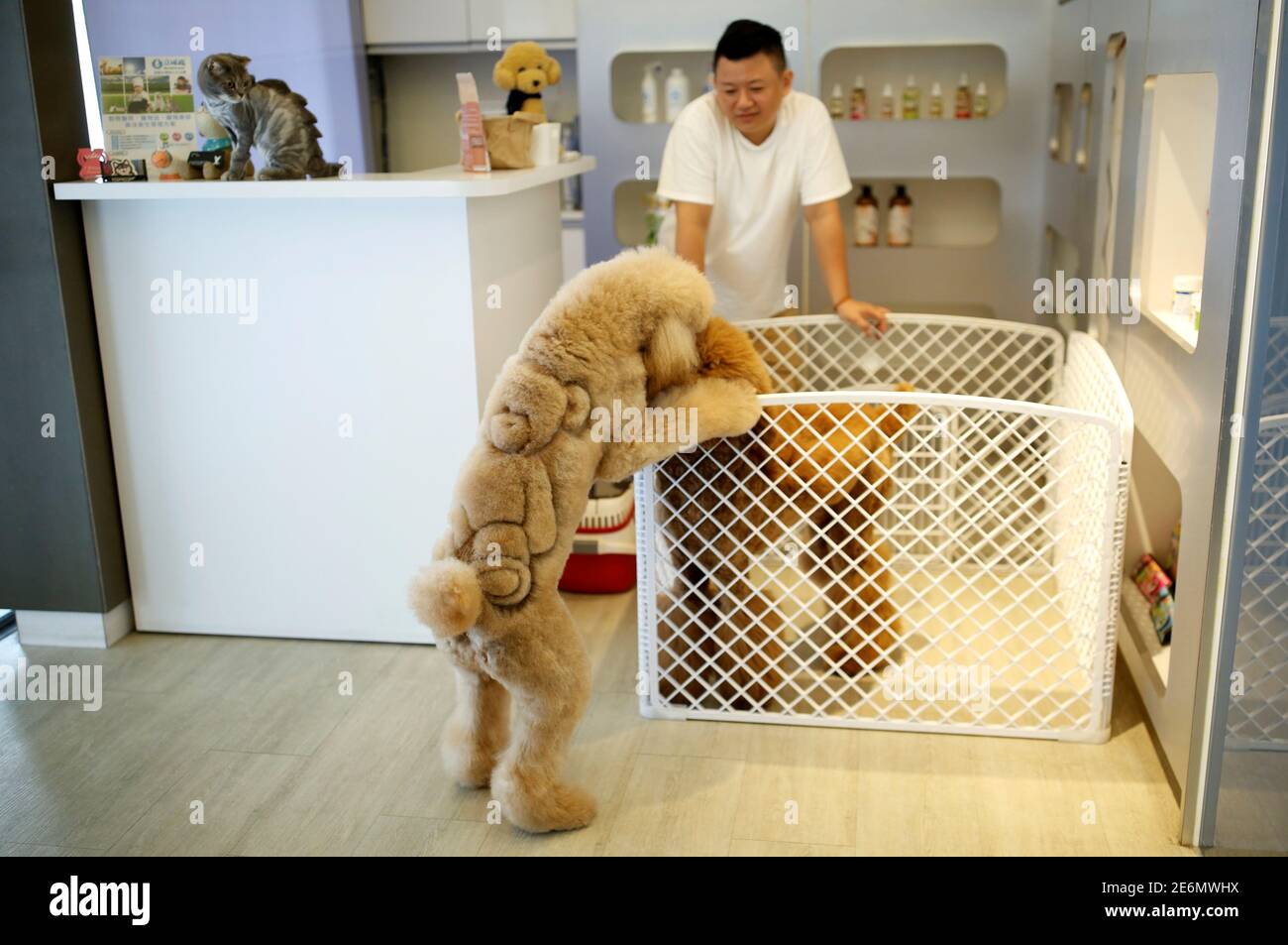 designer dog teddy bear