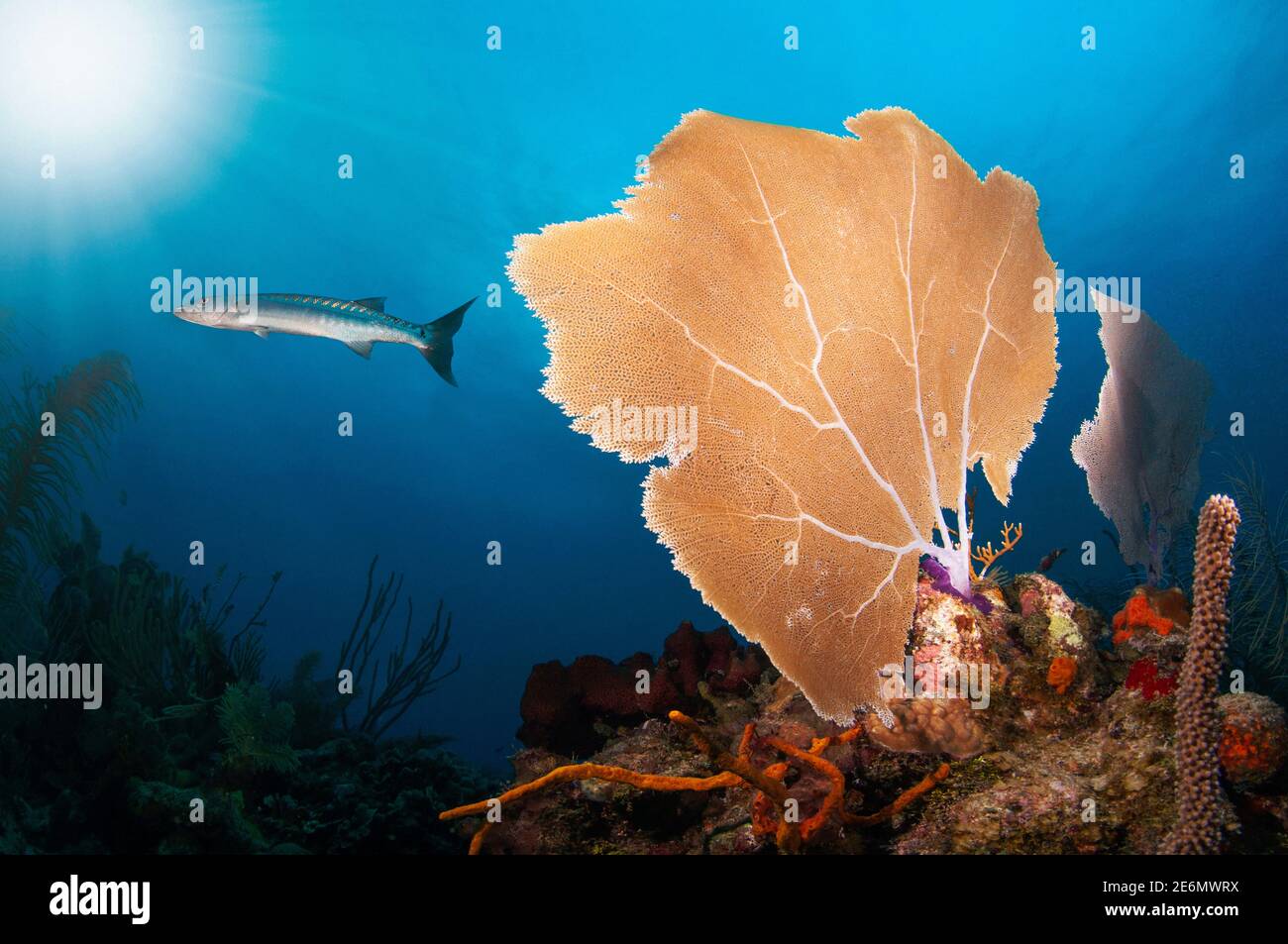 The great barracuda or giant barracuda (Sphyraena barracuda) swimming next a huge Common sea fan (Gorgonia ventalina), with sun shining behind in surf Stock Photo