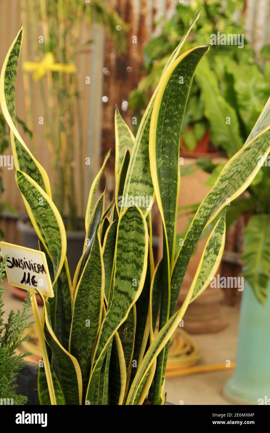 best type of soil for zz plant ZZ Plant - Large (2-3' tall) Cement Grey Planter main image 0