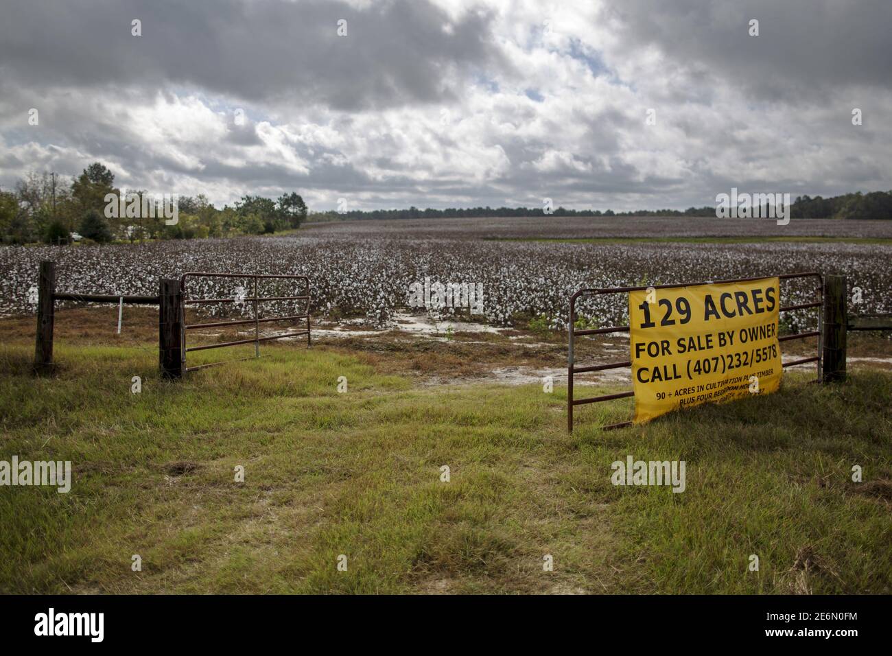A For Sale Sign Covers The Gate To A Cotton Field In Adrian Georgia October 28 2015 In The Southern States Of Mississippi Tennessee Alabama And Arkansas Once The Heart Of Cotton