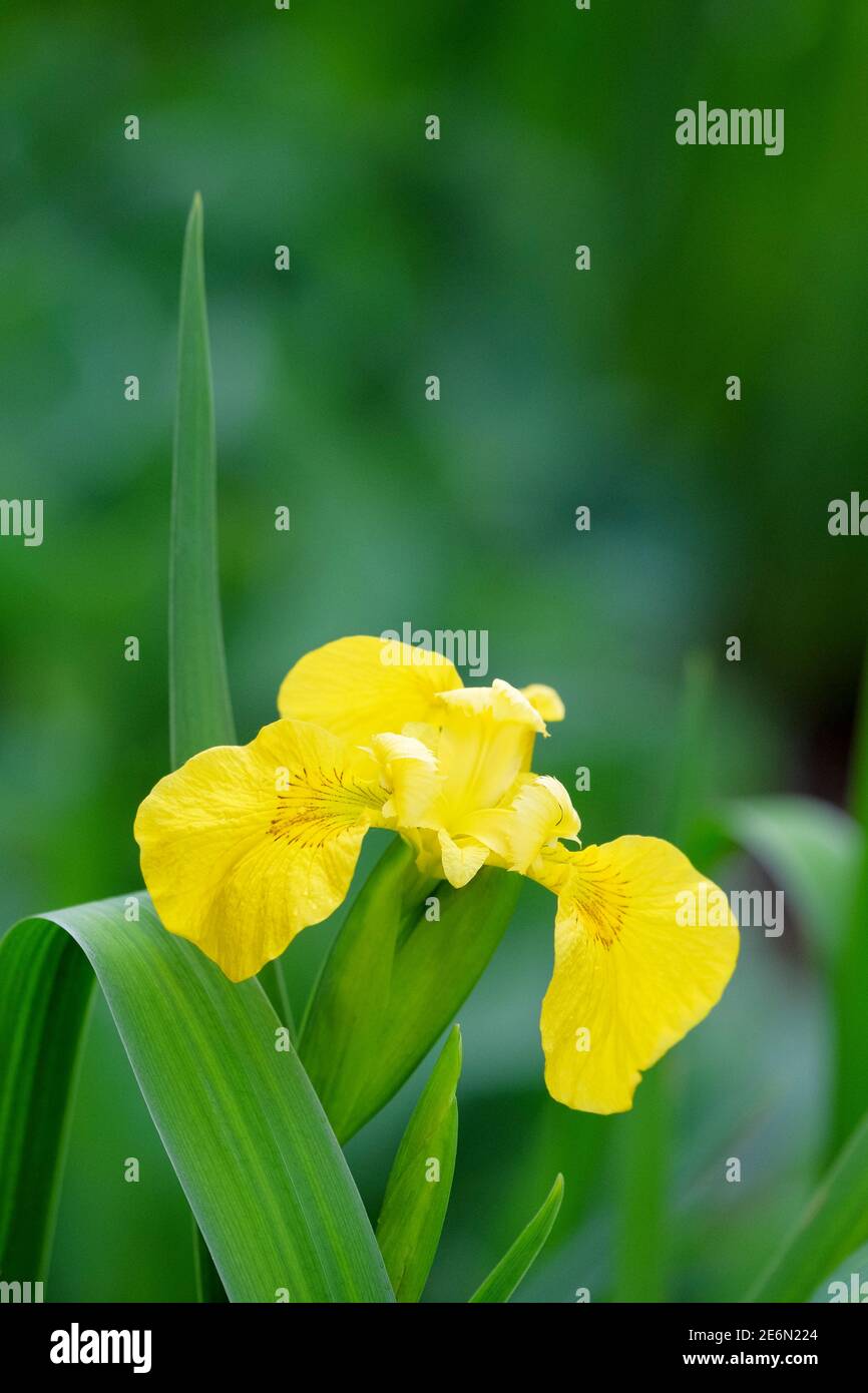 Iris pseudacorus. Yellow iris, daggers, flagon, Jacob's sword, water flag, water skegs, yellow flag, yellow fleur-de-lis. Yellow iris Stock Photo
