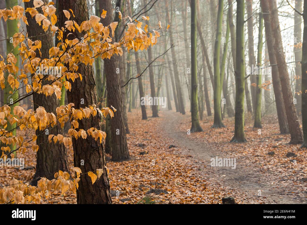 An alley in a misty forest and wet orange leaves Stock Photo