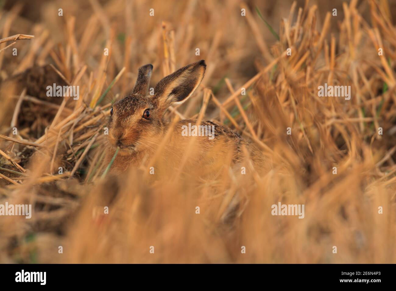 Brown Hare in their natural habitat Stock Photo - Alamy