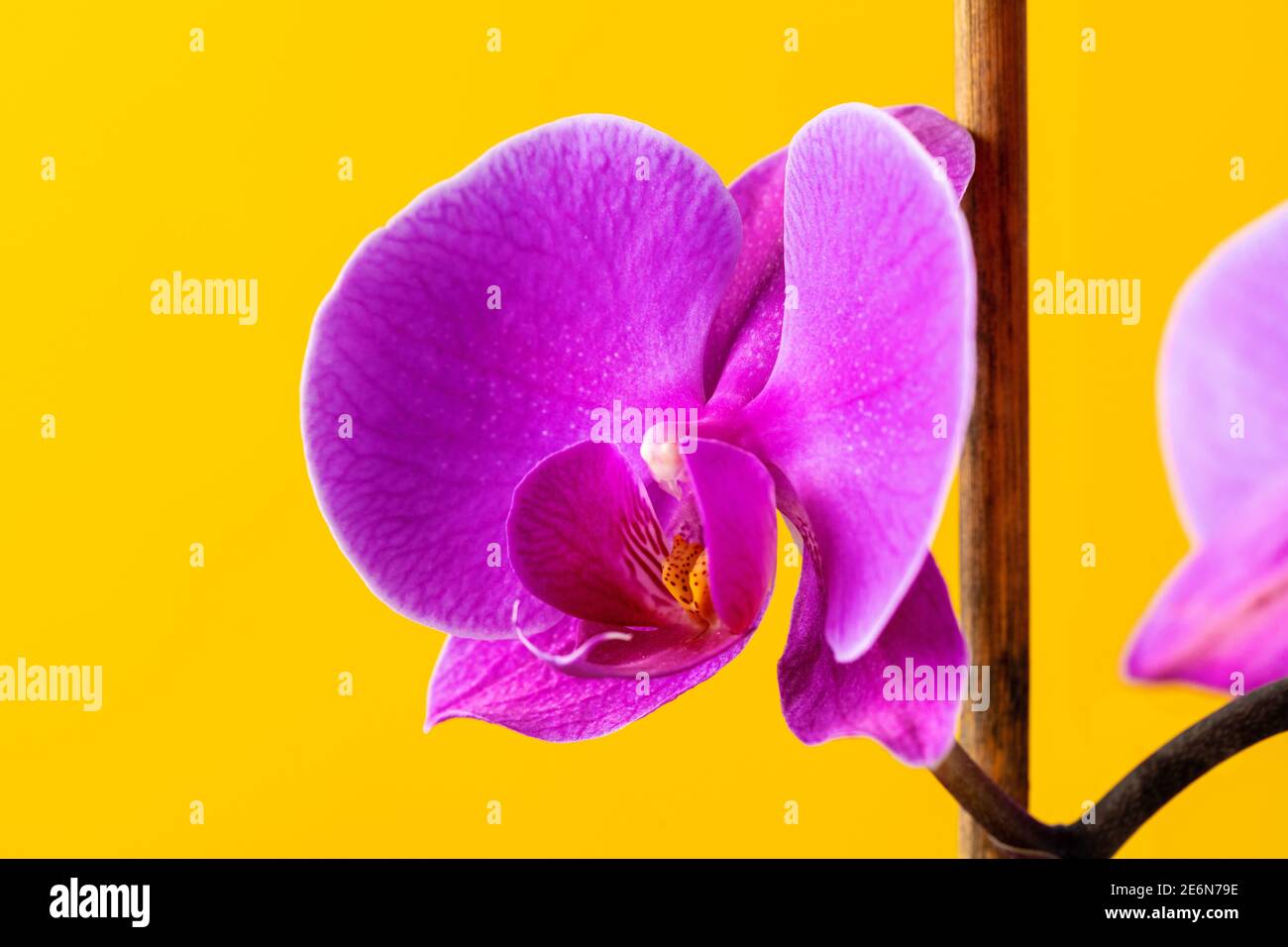 Purple orchid flowers on bright yellow background Stock Photo