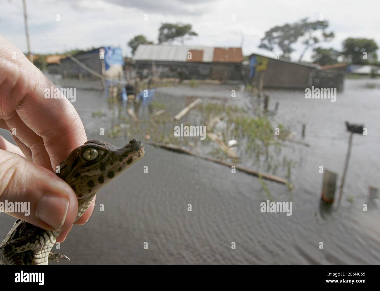A Reuters journalist holds a young cayman crocodile in a flooded quarter of Villa Monasterios on the outskirts of Trinidad, 400 km (248 miles) northeast of La Paz, February 28, 2007. Thousands of families on the outskirts of Bolivia's flood-ravaged city of Trinidad were forced to abandon their homes and struggle with the worst flooding to hit the country in 25 years. Picture taken in February 28, 2007. REUTERS/David Mercado  (BOLIVIA) Stock Photo