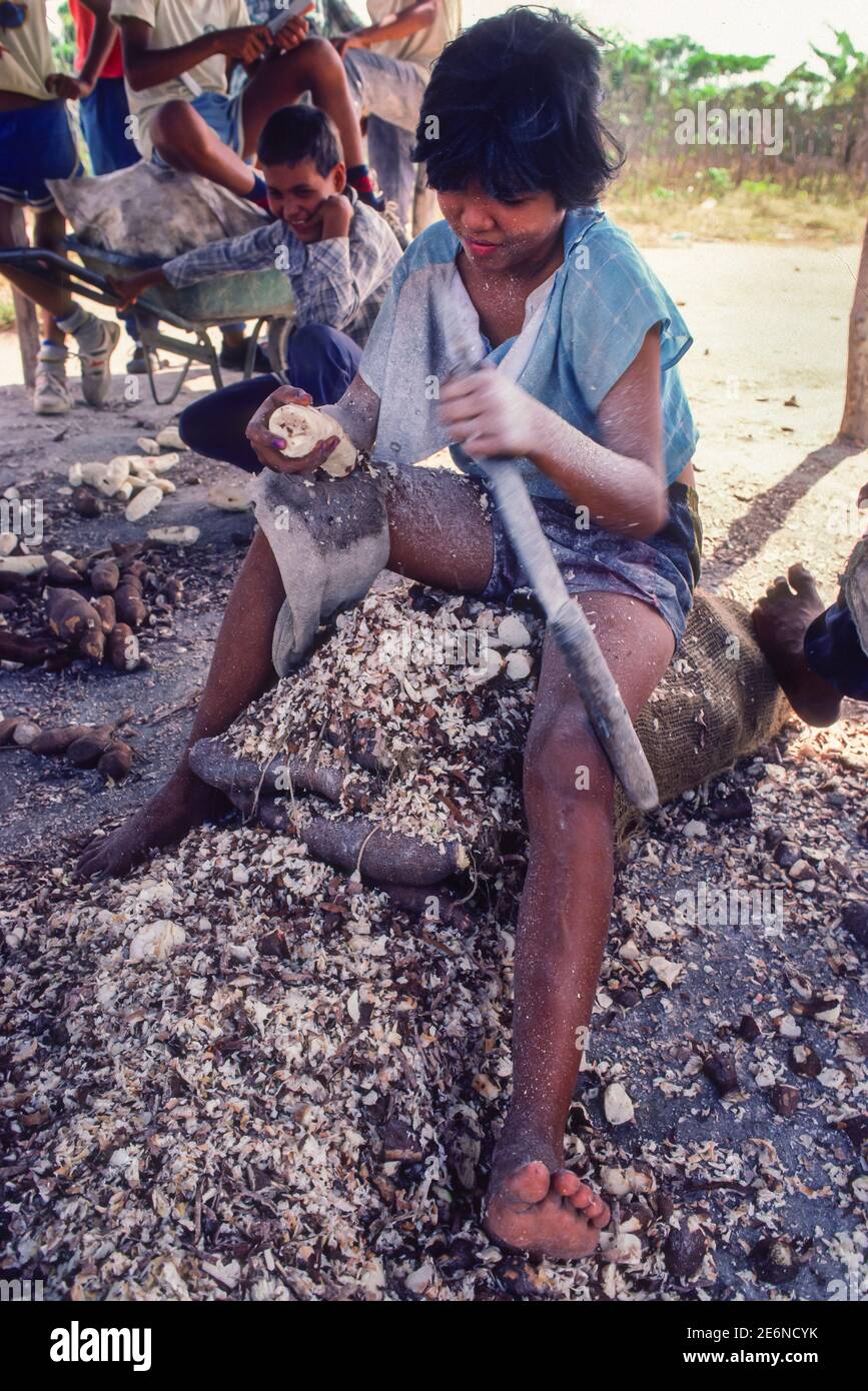 MATURIN, MONAGAS, STATE, VENEZUELA, 1988 - Young worker on small farm peeling Cassava root to make Casabe cakes. Stock Photo