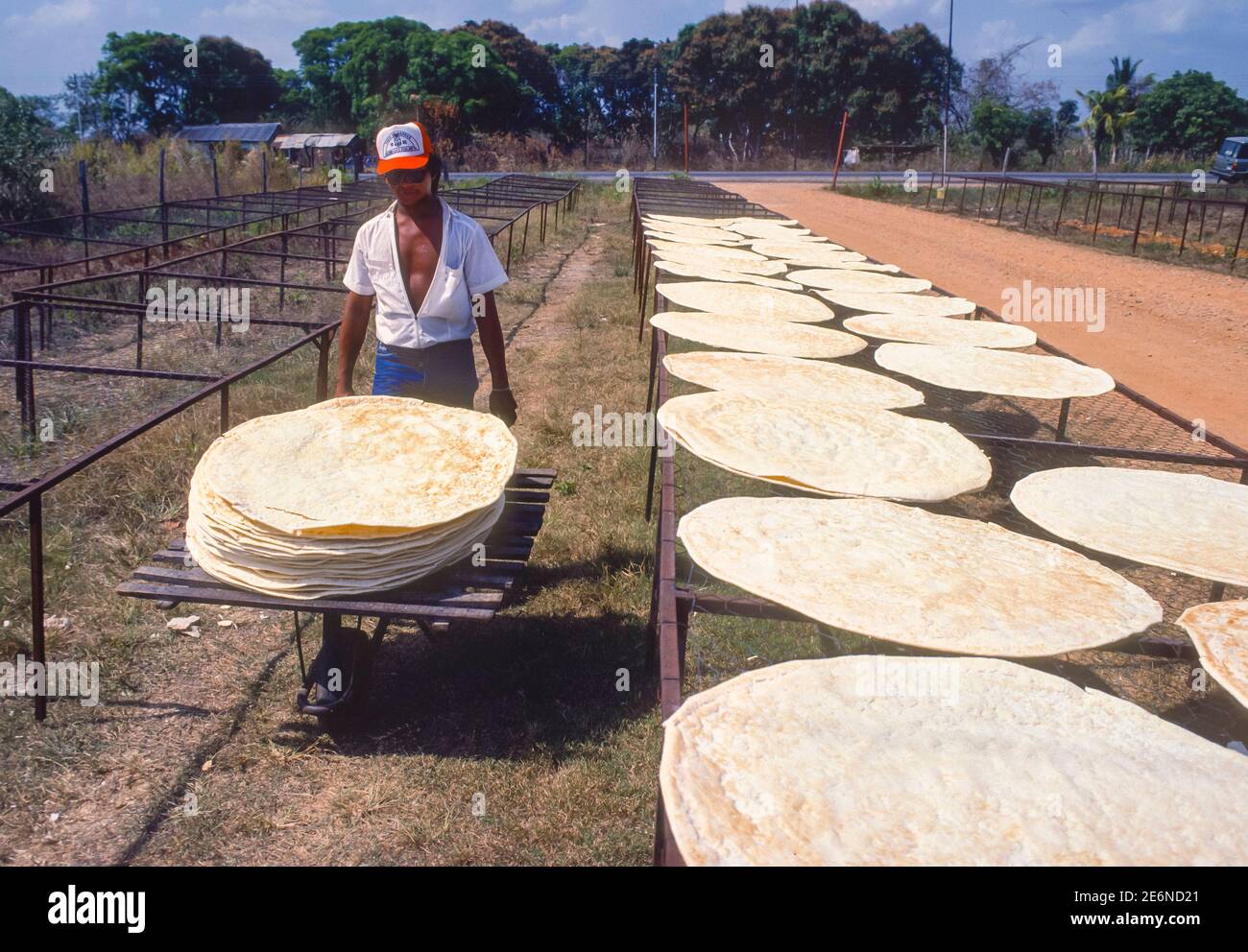 MATURIN, MONAGAS STATE, VENEZUELA, 1988 - Small farm worker moves Casabe cakes, made from Cassava root, for drying on racks. Stock Photo