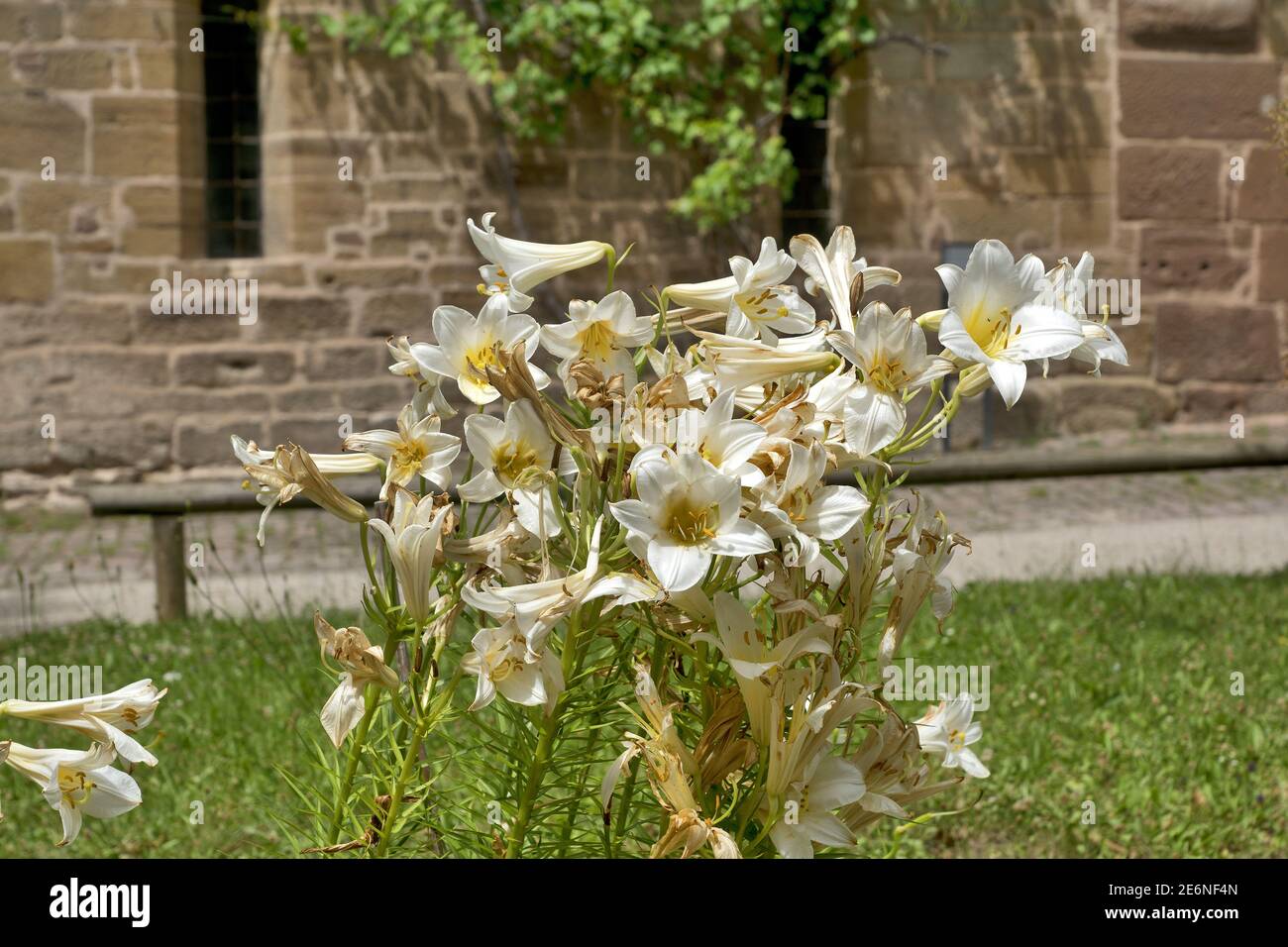 Young and old white lilies Stock Photo