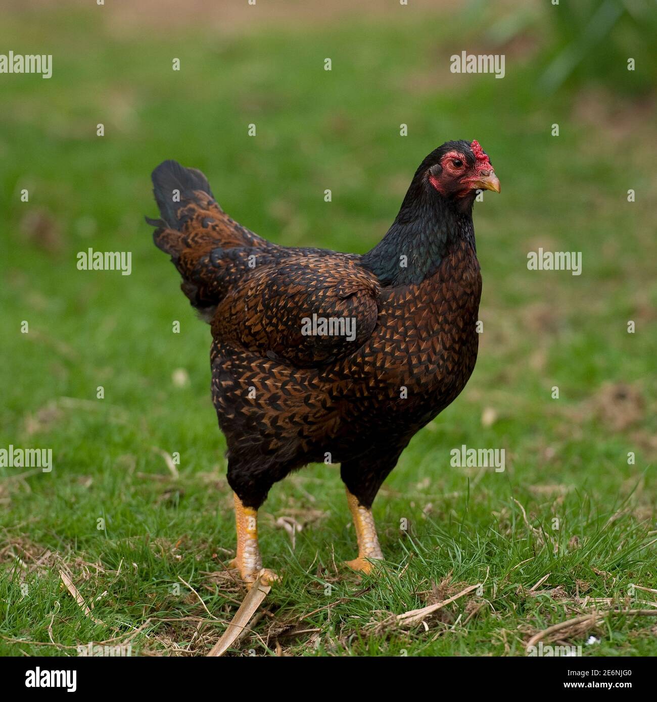 Indian game chicken hires stock photography and images Alamy