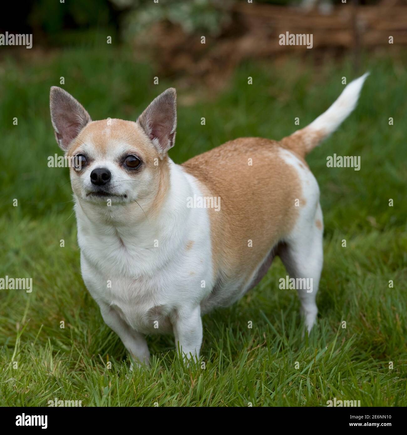Chihuahua Fat High Resolution Stock Photography And Images Alamy