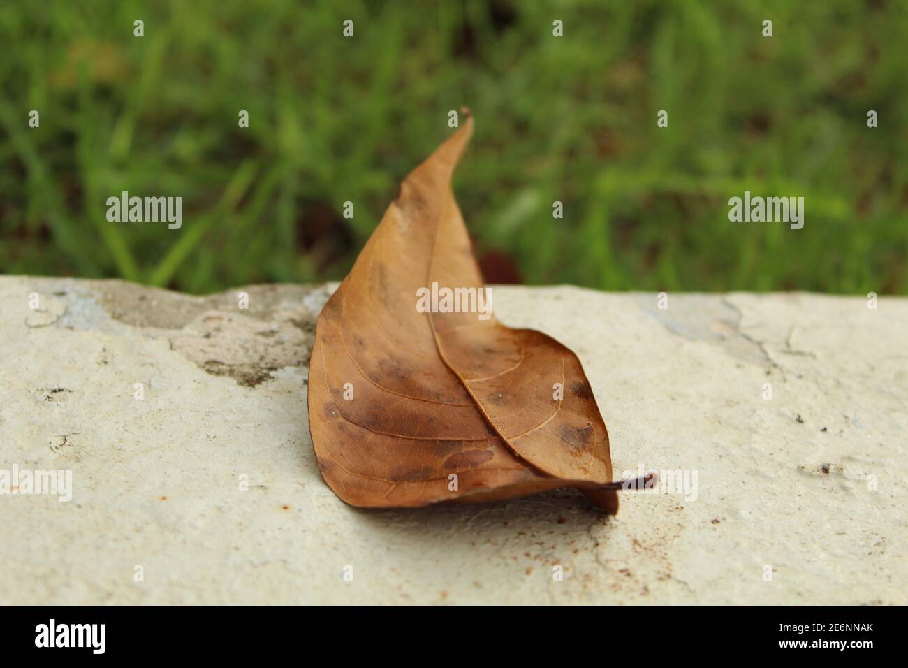 Nature / Leaf Stock Photo - Alamy