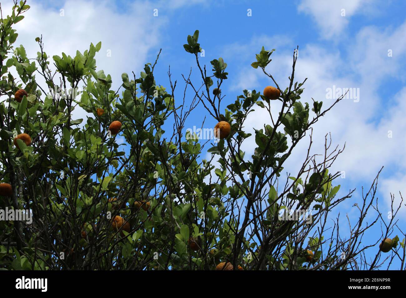 Cielo orange hires stock photography and images Alamy
