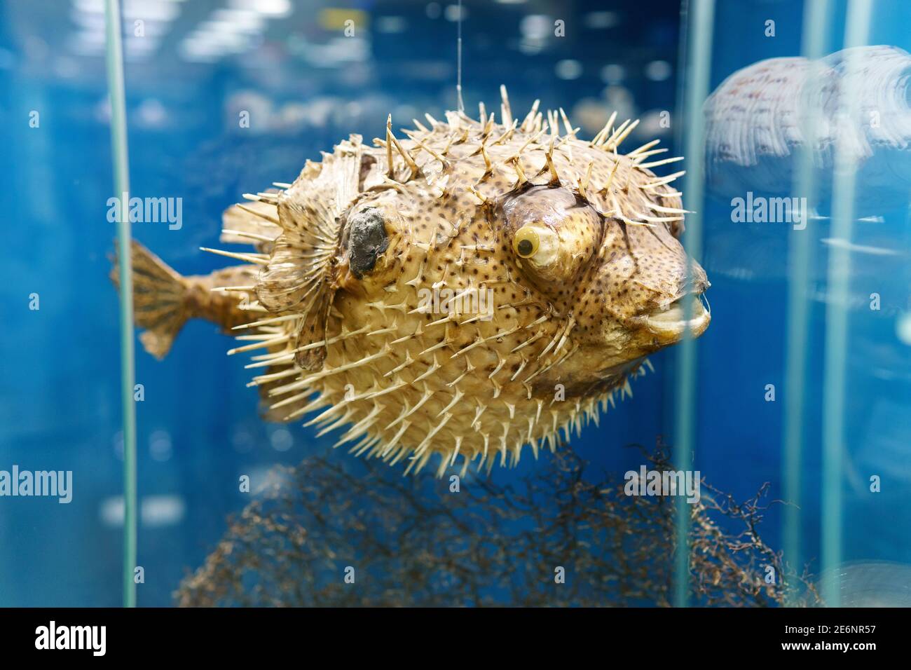 Dried and preserved antique puffer fish tetraodontidae specimen. selective focus Stock Photo