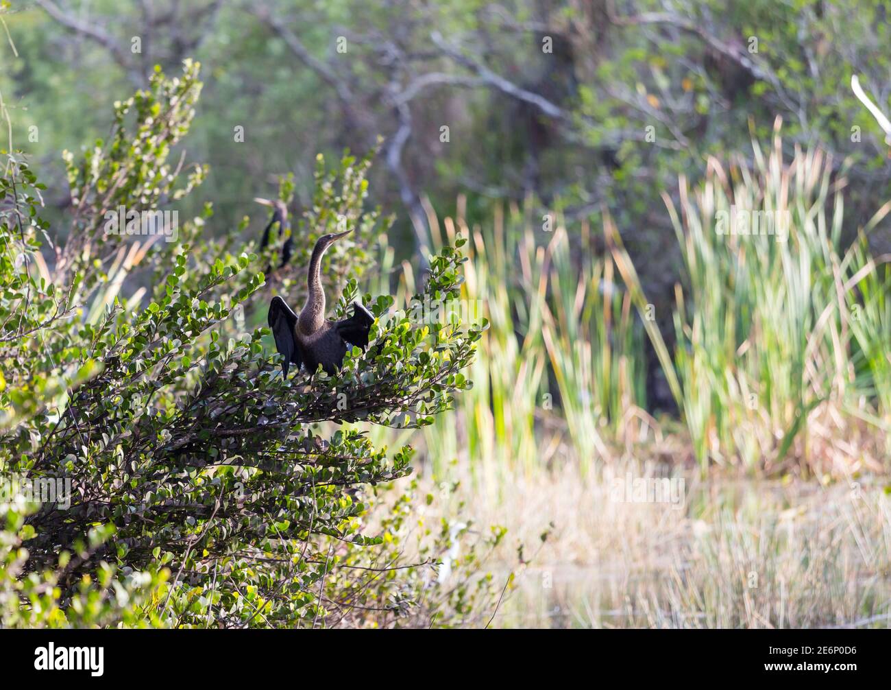 American Anhinga, Everglades National Park, Florida. Beautiful wild animals  Stock Photo - Alamy
