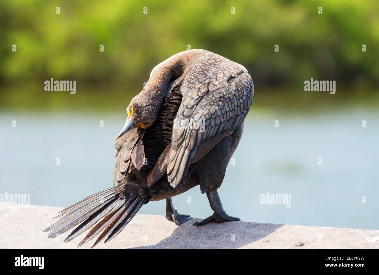 Cormorant bird in Everglades National Park, Florida, USA Stock Photo