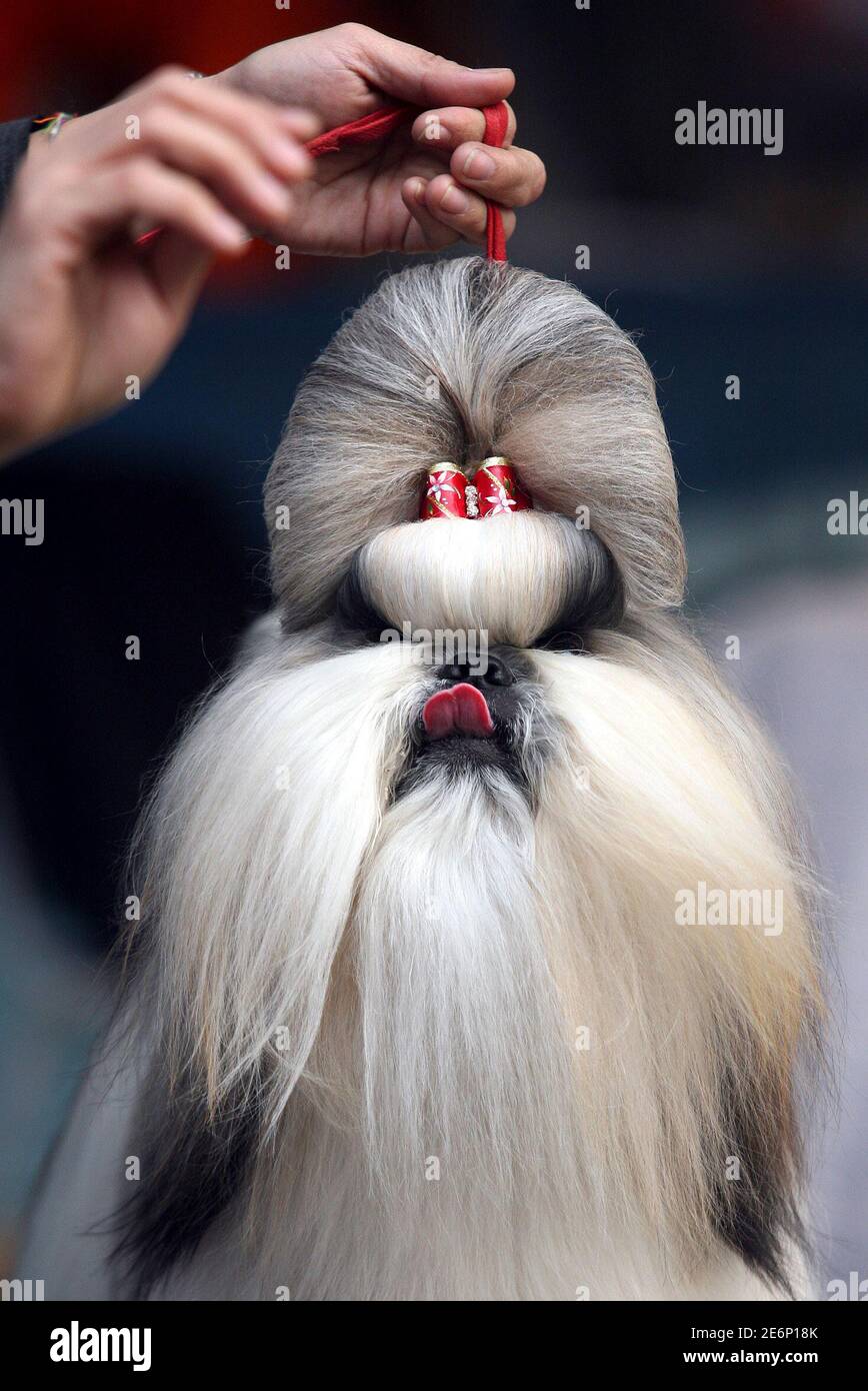 Indian dog breeds hires stock photography and images Alamy