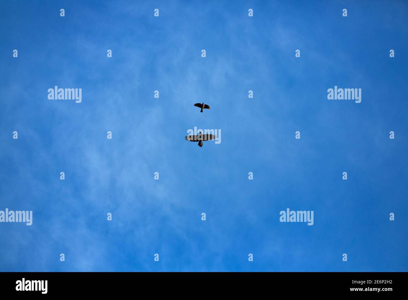 A Raven and jackdaw flying high in the sky showing size differance Stock Photo