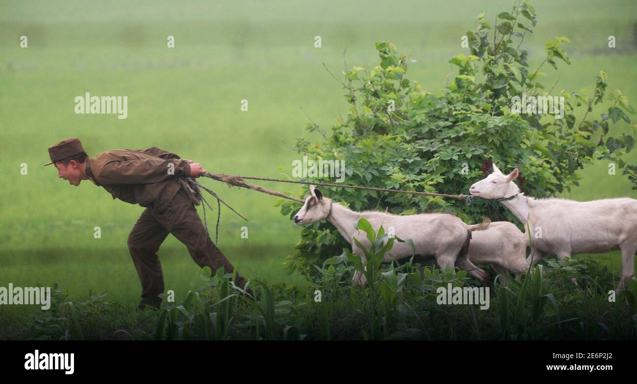 A North Korean soldier pulls goats on the bank of the Yalu River near the North Korean town of Sinuiju, July 5, 2009. North Korea fired seven ballistic missiles on Saturday, South Korea's defence ministry said, in an act of defiance towards the United States on its Independence Day that further stoked regional tensions. REUTERS/Jacky Chen (NORTH KOREA POLITICS MILITARY ANIMALS) Stock Photo