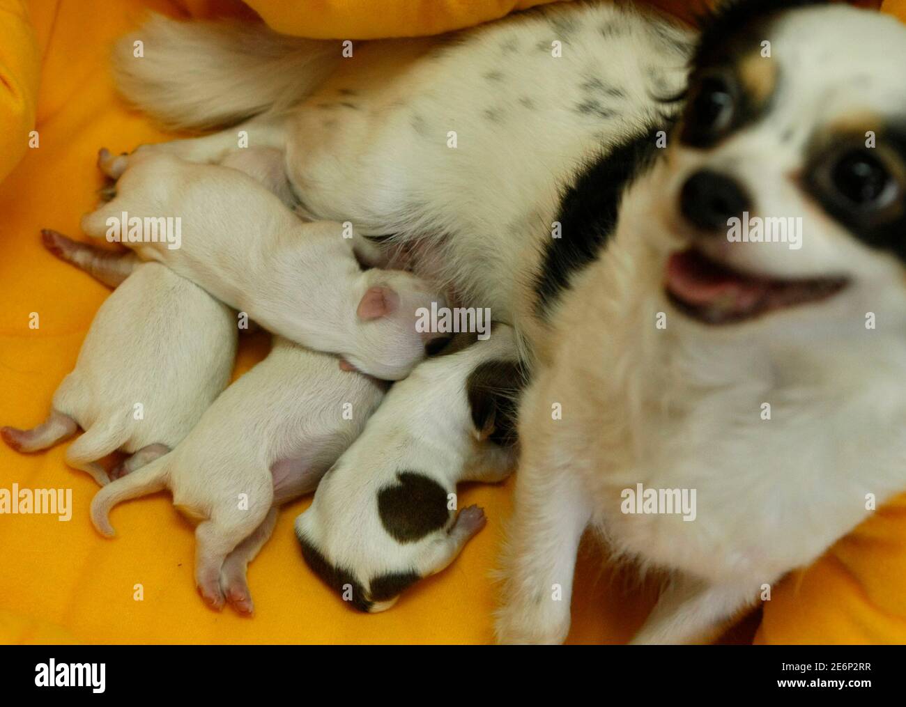 chihuahua coat patterns