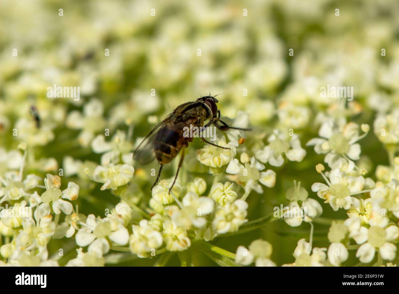 Honey wasps are foraging in the horticultural essence. little bee that has a dangerous sting Stock Photo