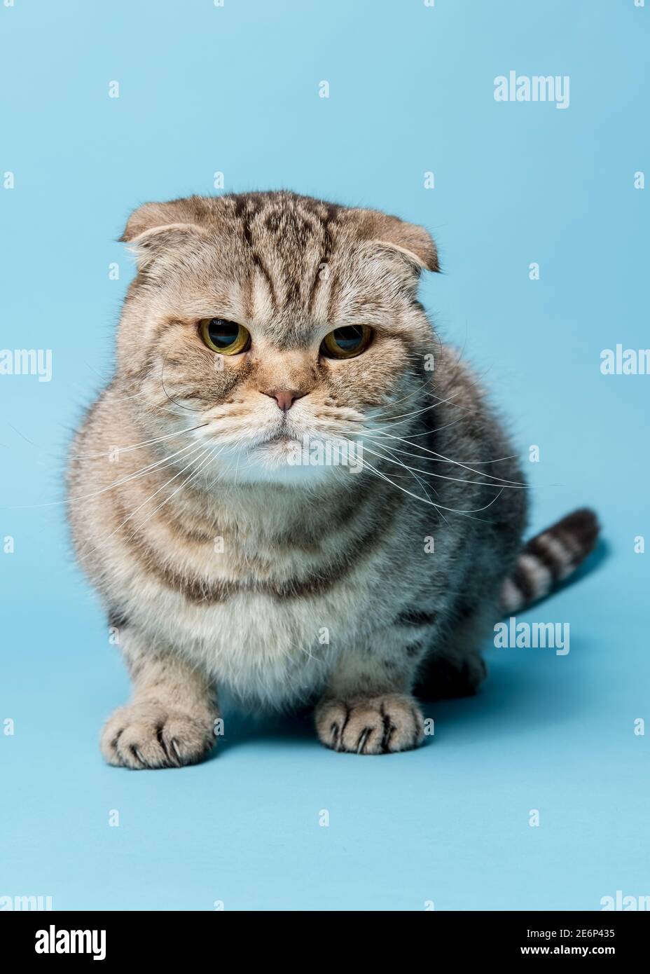 Sad Scottish Fold cat looking thoughtfully into the camera. Studio, blue background. Stock Photo