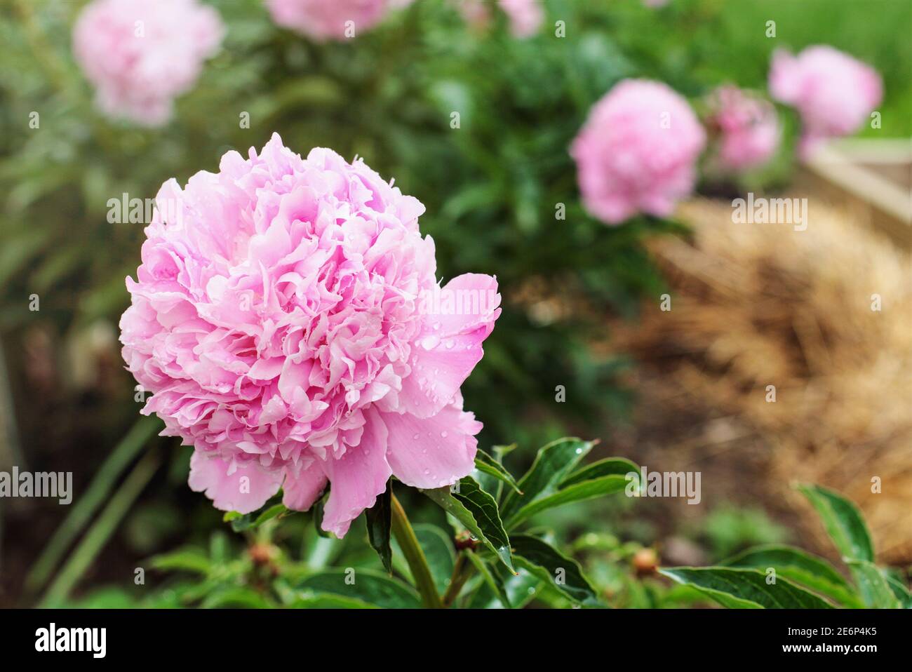 Garden of beautiful blooming pink Peony plants. Selective focus on flower in foreground with blurred background. Stock Photo
