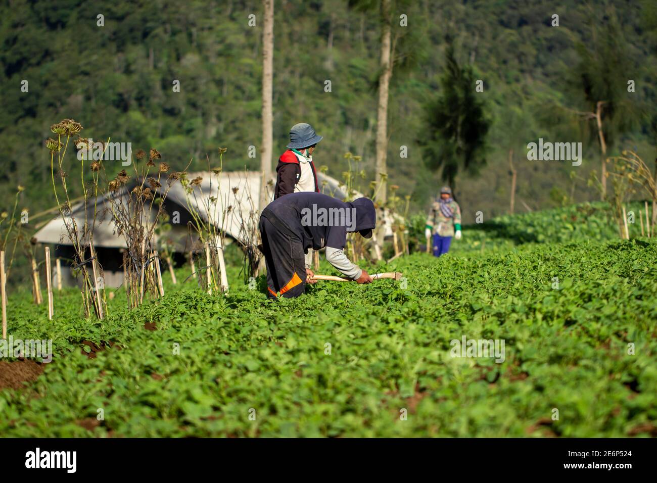 upland farmers are tending their gardens. vegetable gardening of mustard greens, cabbage and wortel in Brakseng Hill, Batu City. workers are hoeing th Stock Photo