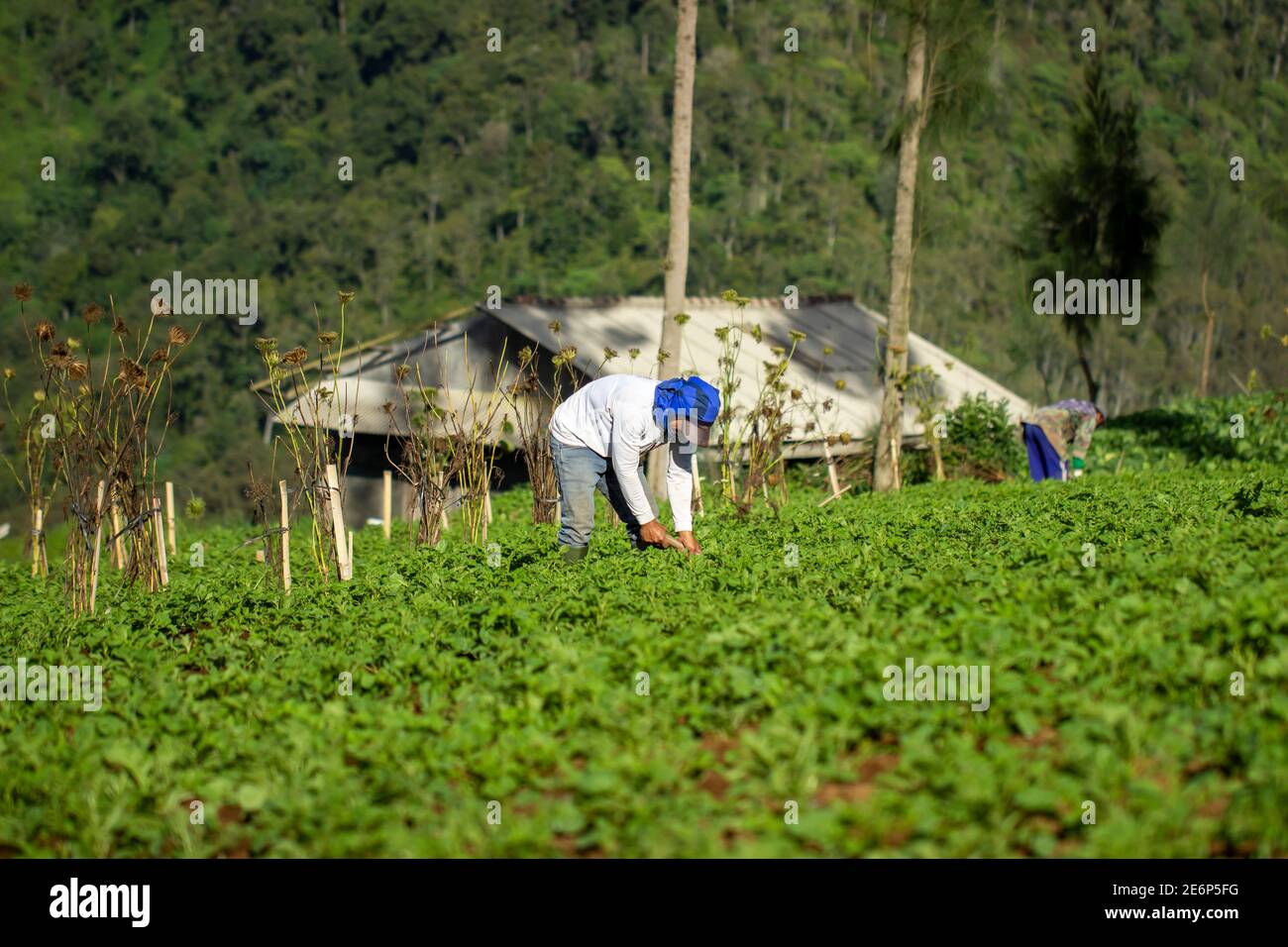 upland farmers are tending their gardens. vegetable gardening of mustard greens, cabbage and wortel in Brakseng Hill, Batu City. workers are hoeing th Stock Photo